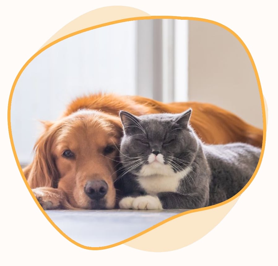 Pet Care in Ribera, NM